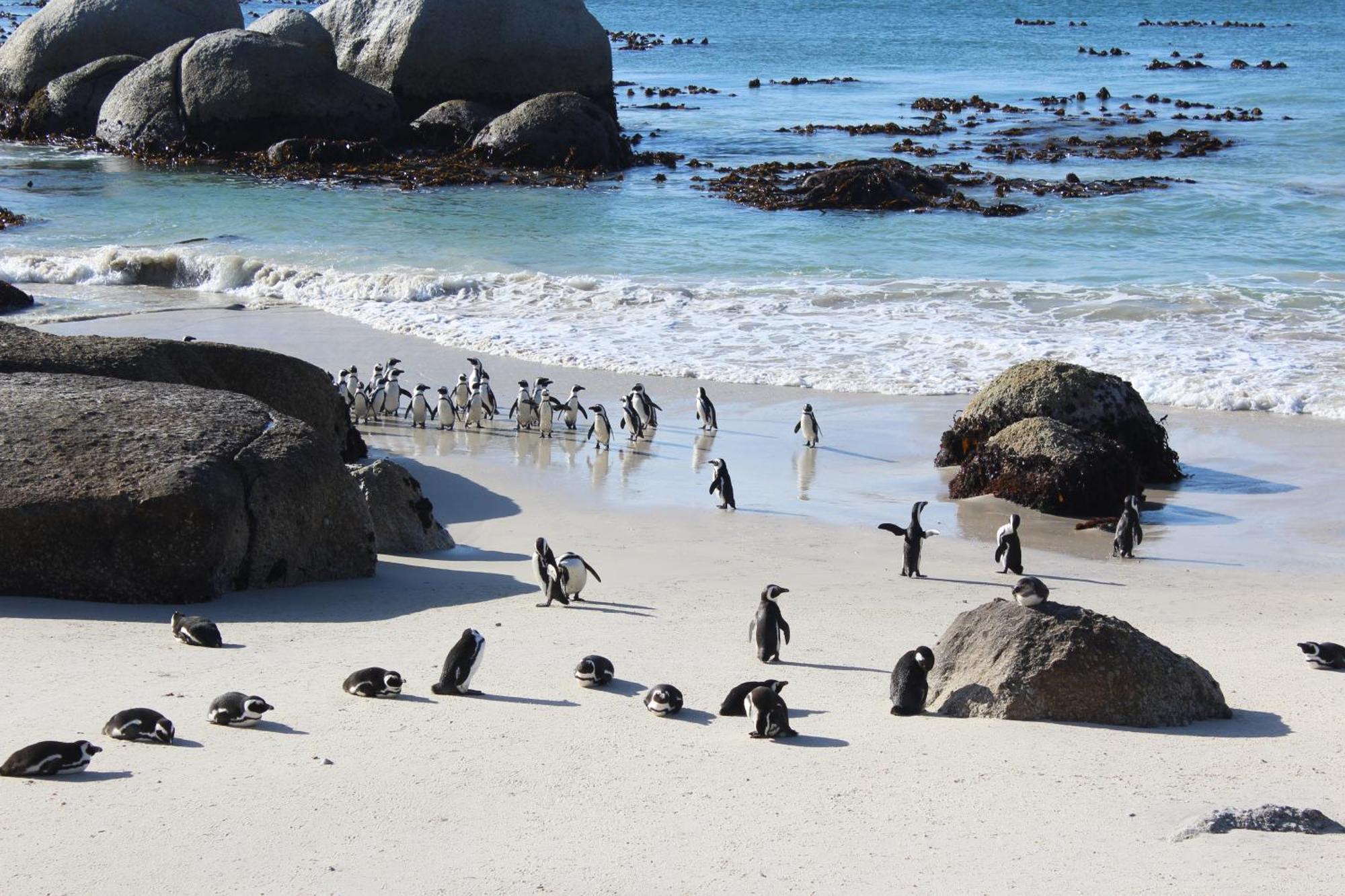 Simonʼs Town Boulders Beach House מראה חיצוני תמונה