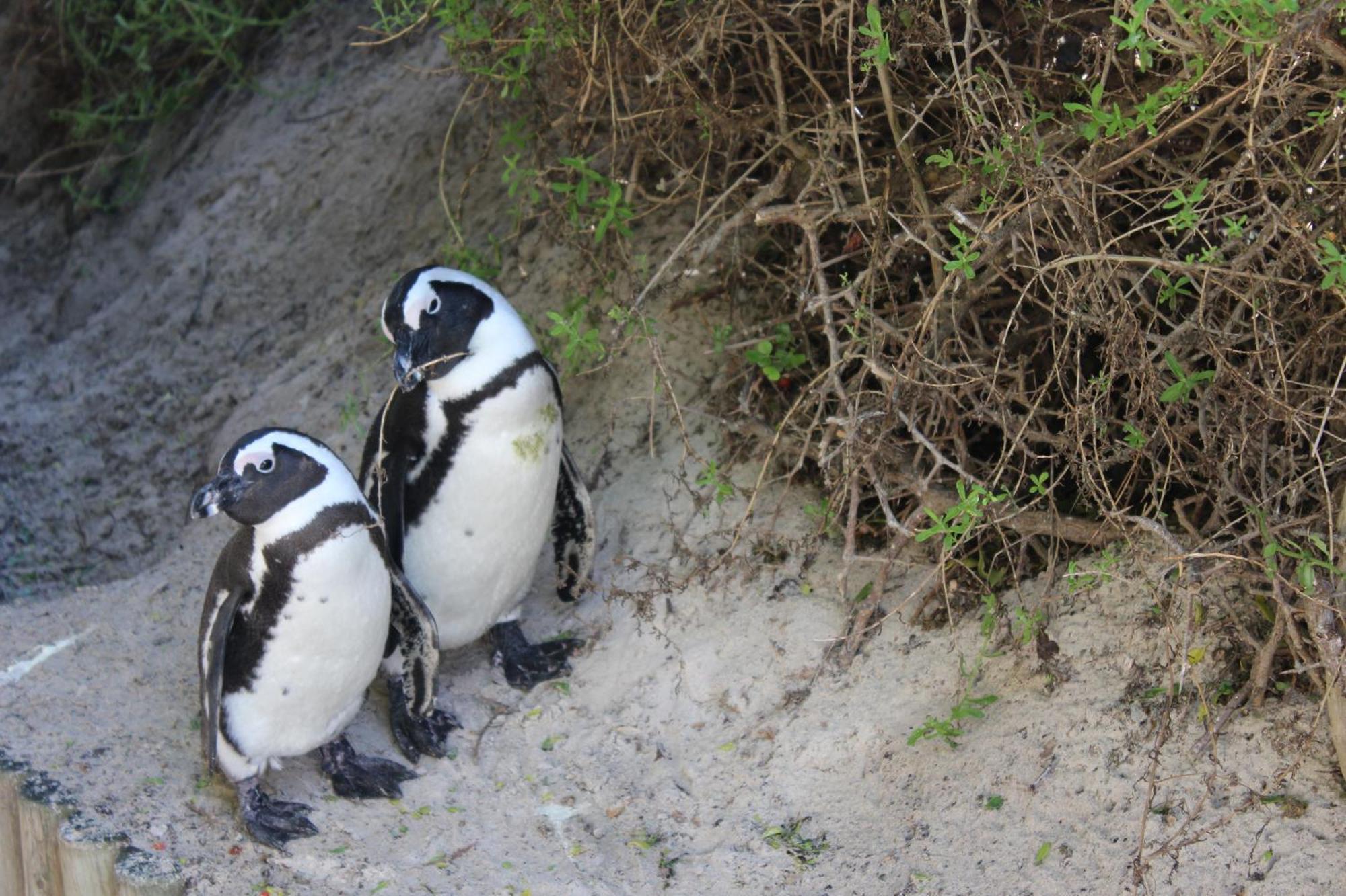 Simonʼs Town Boulders Beach House מראה חיצוני תמונה